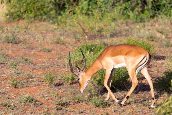 Impala gazely se v keňských Savannah pasovaly — Stock fotografie