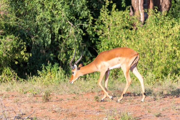 Impala瞪羚在肯尼亚大草原上放牧 — 图库照片