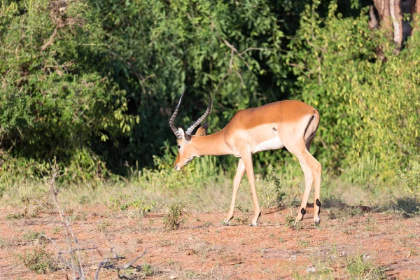 Impala Gazellen begraasd in de savanne van Kenia — Stockfoto