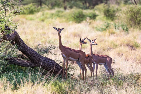 Några gerenuk i den kenyanska savannen söker mat — Stockfoto