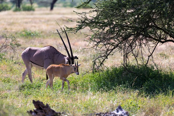 Rodina Oryx stojí na pastvině obklopené zelenou trávou a — Stock fotografie
