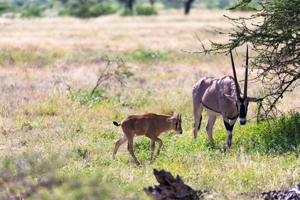 Bir Oryx ailesi yeşil çim ile çevrili mera duruyor — Stok fotoğraf