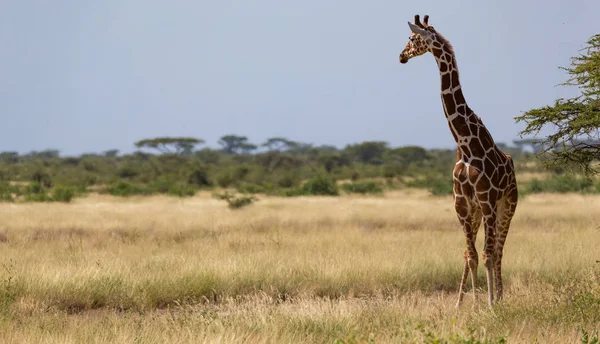 Giraffes in the savannah of Kenya with many trees and bushes in — Stock Photo, Image