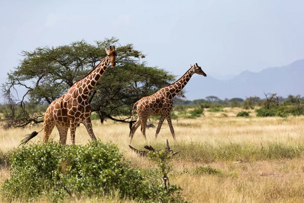 Giraffes in the savannah of Kenya with many trees and bushes in — Stock Photo, Image