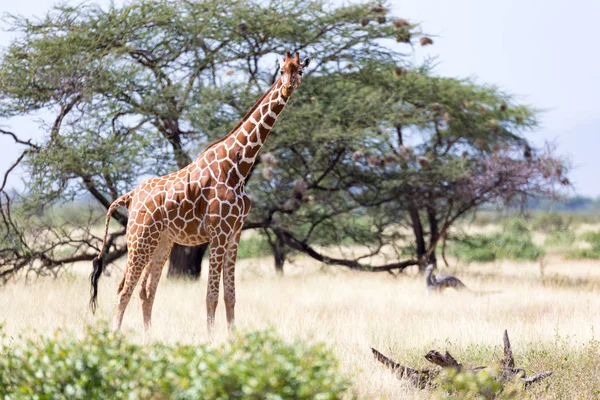 Girafas na savana do Quênia com muitas árvores e arbustos em — Fotografia de Stock