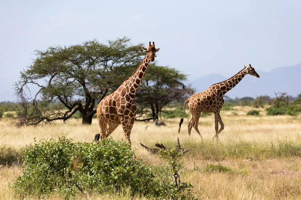 Girafes dans la savane du Kenya avec de nombreux arbres et buissons dans — Photo
