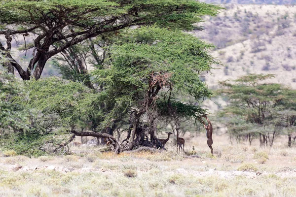 Niektóre gerenuk w kenijskiej sawanny szuka żywności — Zdjęcie stockowe