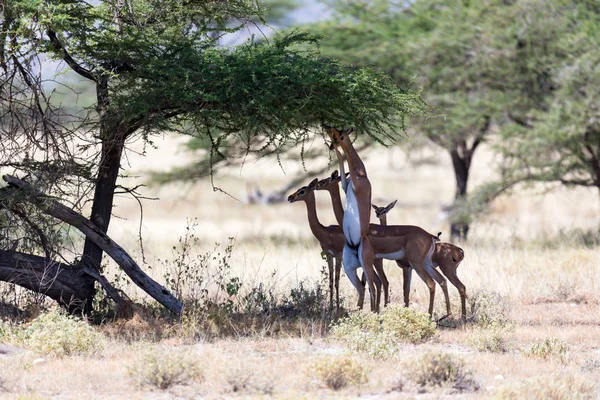 Деякі геренуки в кенянській савані шукають їжу — стокове фото