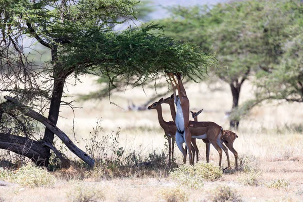Sommige gerenuk in de Keniaanse savanne op zoek naar voedsel — Stockfoto