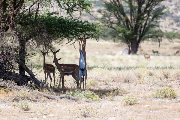 Nějaké gerenuk v keňské savantě hledaje jídlo — Stock fotografie