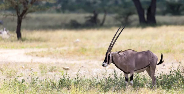 Rodzina Oryx stoi na pastwiskach otoczonych zieloną trawą — Zdjęcie stockowe