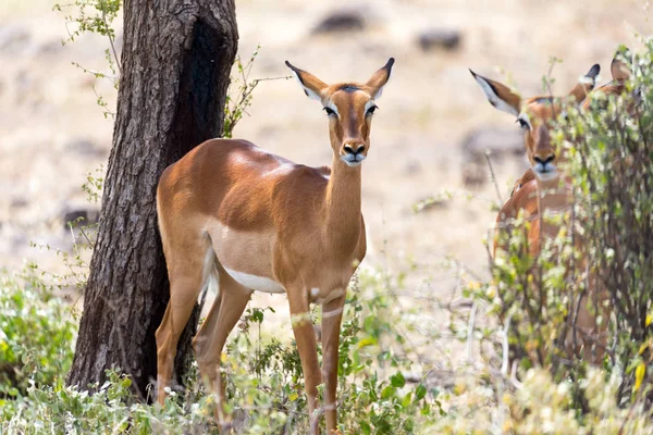 Gazzelle di Impala pascolate nella savana del Kenya — Foto Stock