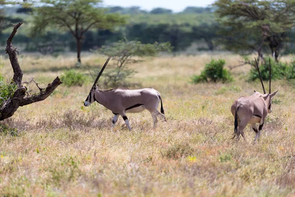 Bir Oryx ailesi yeşil çim ile çevrili mera duruyor — Stok fotoğraf