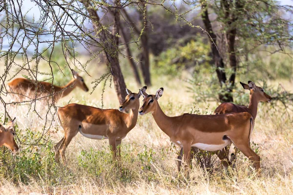 Impala gaseller betade i savannen i Kenya — Stockfoto