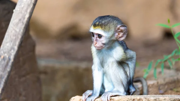 Маленькая обезьянка сидит и выглядит очень любопытно — стоковое фото