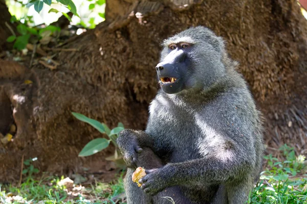 Un babuino ha encontrado una fruta y se la come. — Foto de Stock
