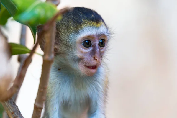 Um macaquinho senta-se e parece muito curioso — Fotografia de Stock