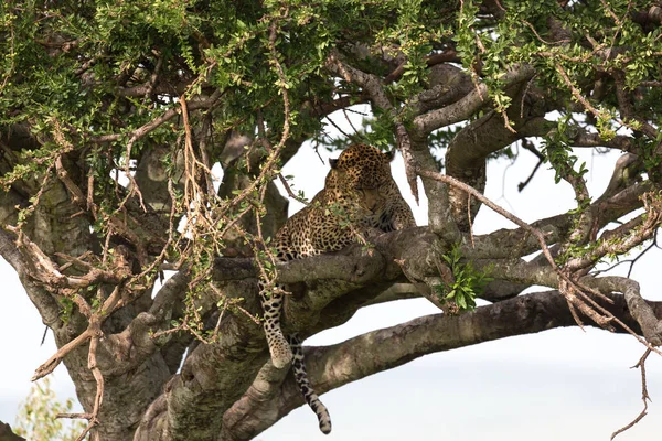 Un leopardo se ha asentado cómodamente entre las ramas de un árbol — Foto de Stock