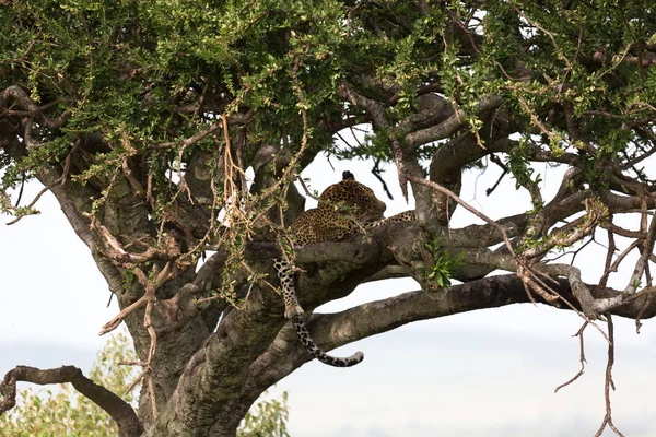 표범은 나무의 가지 사이에 편안하게 정착했다 — 스톡 사진