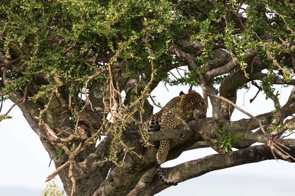 A leopard has settled comfortably between the branches of a tree — Stock Photo, Image