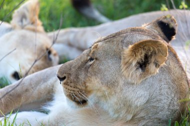 Çim içinde dinlenmeye çalışan bir dişi aslan bir closeup