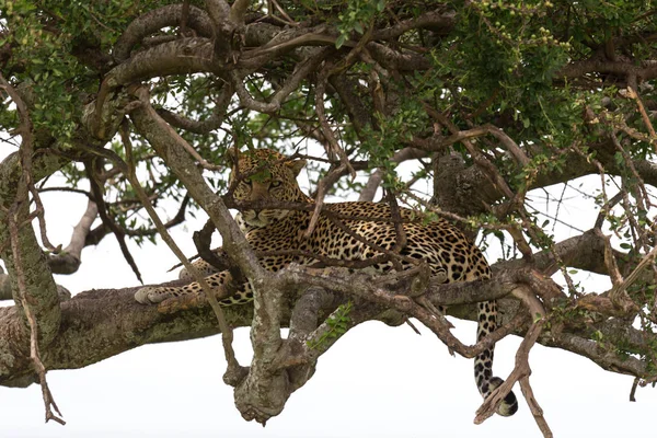 Un leopardo se ha asentado cómodamente entre las ramas de un árbol — Foto de Stock