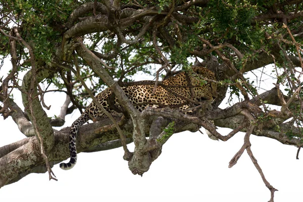 Леопард удобно расположился между ветвями дерева — стоковое фото
