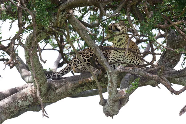 A leopard has settled comfortably between the branches of a tree — Stock Photo, Image