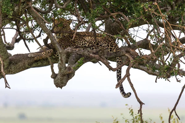 A leopard has settled comfortably between the branches of a tree — Stock Photo, Image