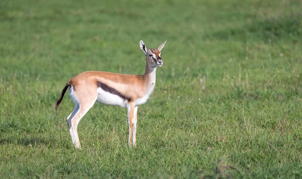 Een Thomson's Gazelle met haar nakomelingen in de savanne — Stockfoto