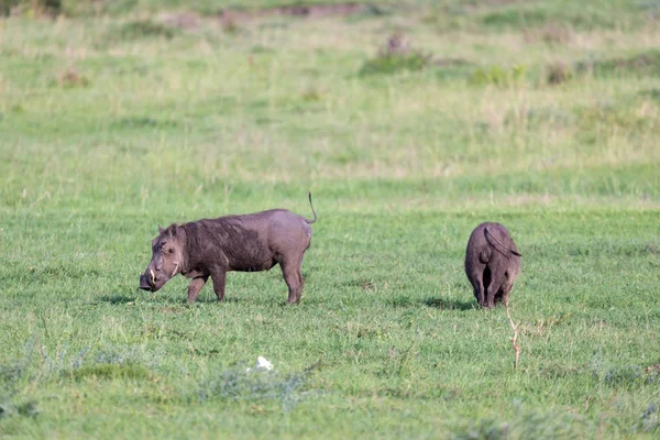 En familj av vårtsvin i gräset på den kenyanska savannen — Stockfoto