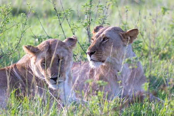 Leonas yacen en la hierba y tratan de descansar — Foto de Stock