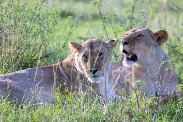 Lionesses leží v trávě a snaží se odpočívat — Stock fotografie
