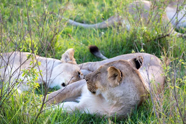 Ένα κοντινό λιοντάρι που προσπαθεί να ξεκουραστεί στο γρασίδι. — Φωτογραφία Αρχείου
