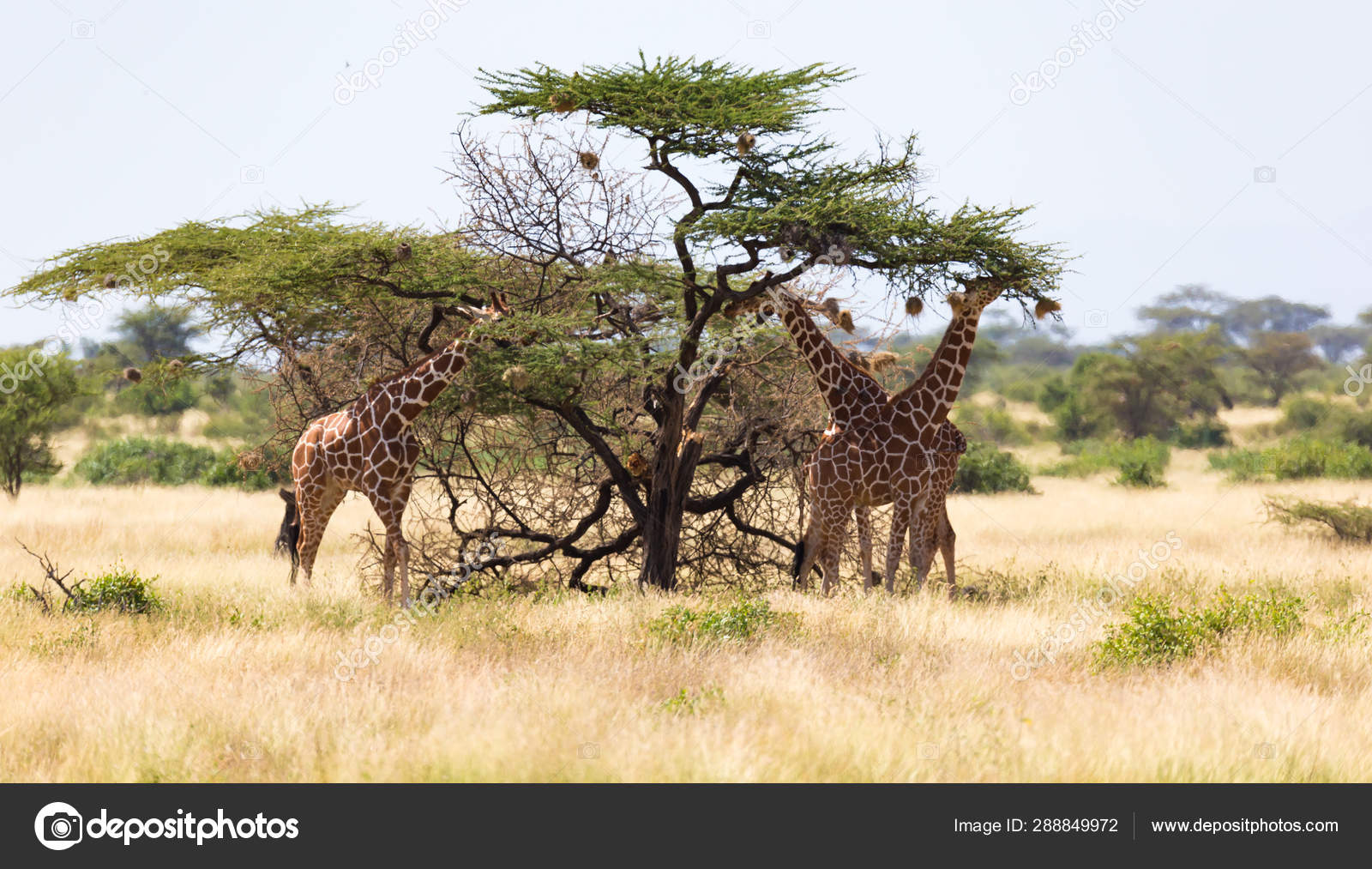 Un groupe de girafes mange les feuilles des acacias — Photo de stock par  ©25ehaag6 - 288849972, image size:1600x1013