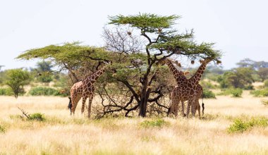 Bir zürafa grubu akasya ağaçlarının yaprakları yiyor