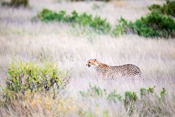 A cheetah walks in the high grass of the savannah looking for so