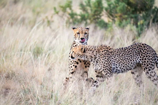 Два гепарда чистят мех друг друга в высокой траве. — стоковое фото