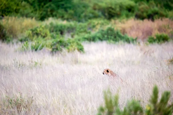 키가 큰 풀밭에 치타가 먹이를 위해 숨어 있다. — 스톡 사진