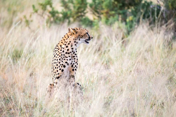 Uma chita senta-se na savana à procura de presas — Fotografia de Stock