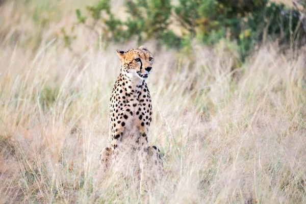 Un guepardo se sienta en la sabana en busca de presas — Foto de Stock