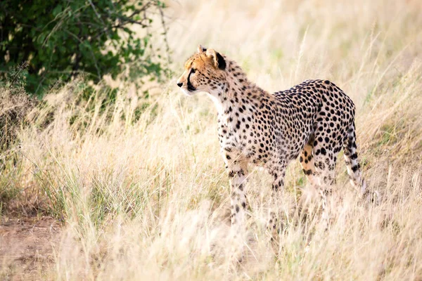 Гепард ходит по высокой траве саванны в поисках — стоковое фото