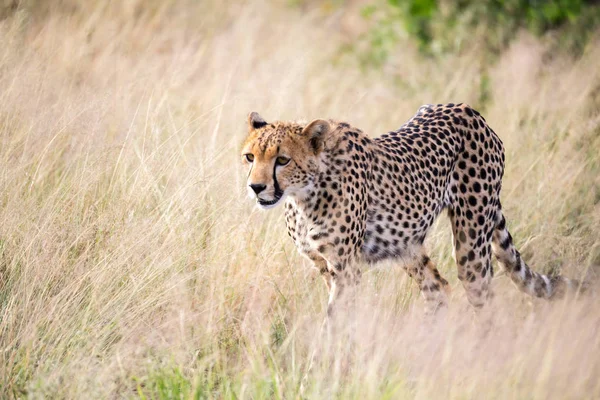 Un ghepardo cammina nell'erba alta della savana cercando così — Foto Stock