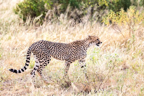 Uma chita caminha na grama alta da savana procurando assim — Fotografia de Stock