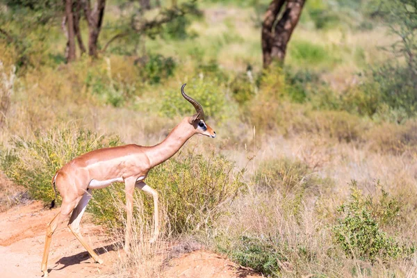 Un Gerenuk cammina nell'erba attraverso la savana — Foto Stock