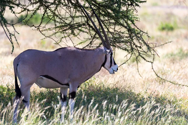 Uma família Oryx fica no pasto cercado por grama verde a — Fotografia de Stock