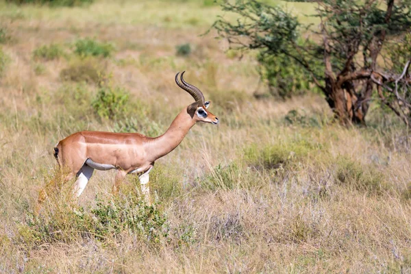 Um Gerenuk caminha na grama através da savana — Fotografia de Stock