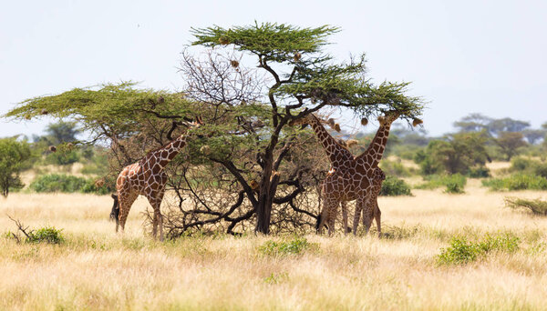 A giraffe group eats the leaves of the acacia trees