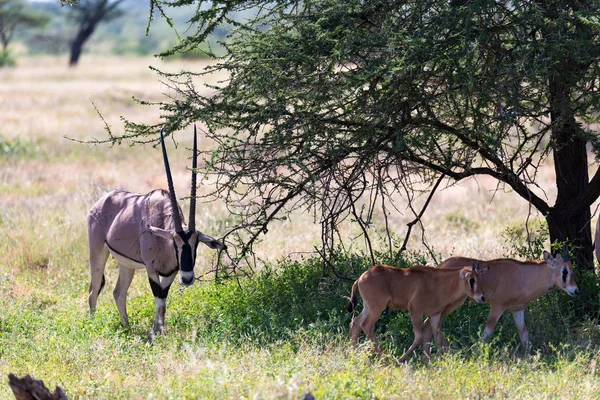 Eine Oryx-Familie steht auf der Weide, umgeben von grünem Gras. — Stockfoto