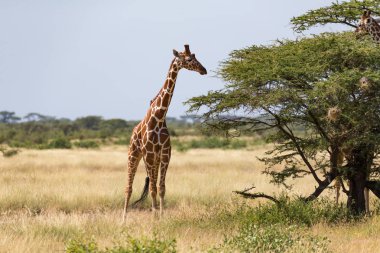 Birçok ağaçlar ve çalılar ile Kenya Savunda zürafalar 